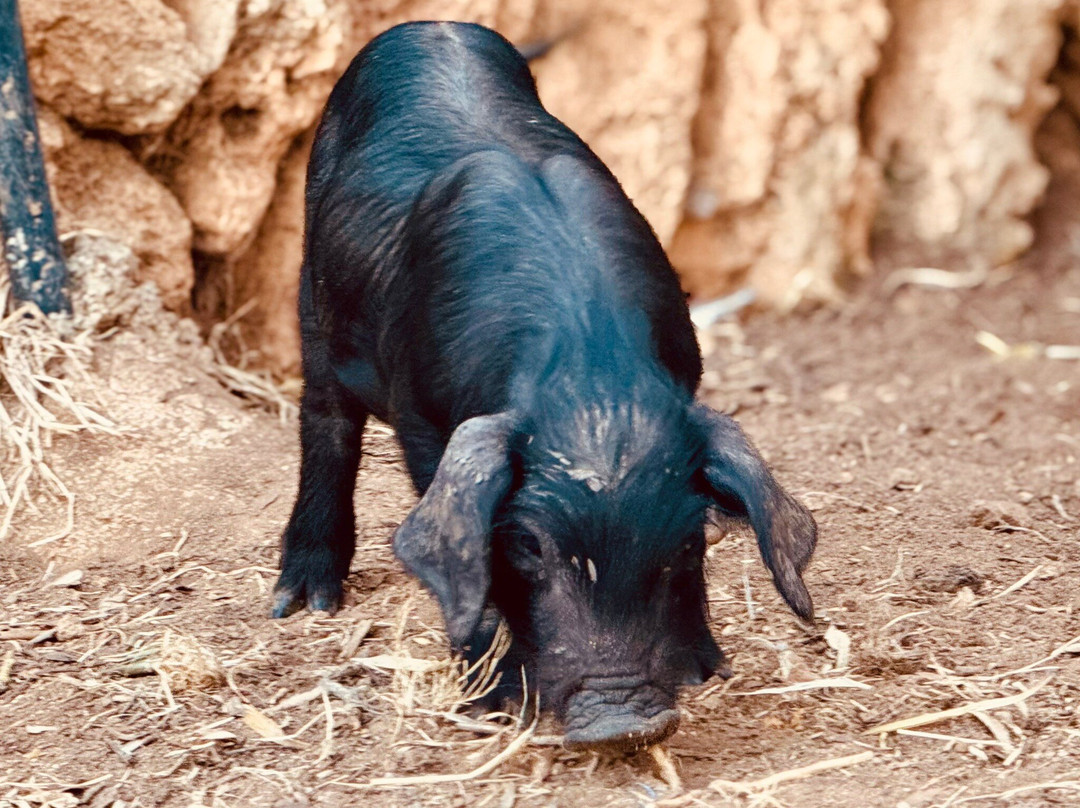 Rancho Grande Park-Son Serra de Marina必去景点