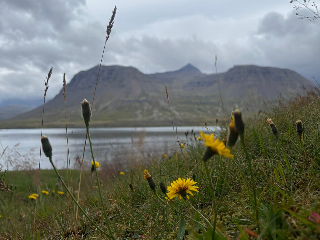 Eastfjords Adventures-塞济斯菲厄泽必去景点