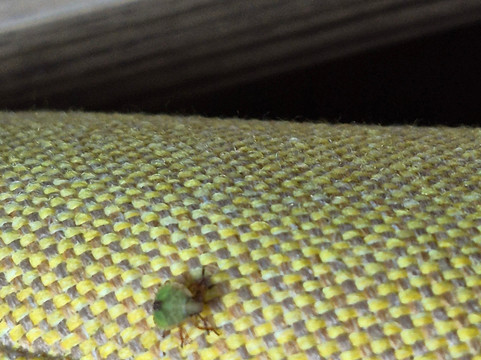 Park Inn by Radisson, Sydney