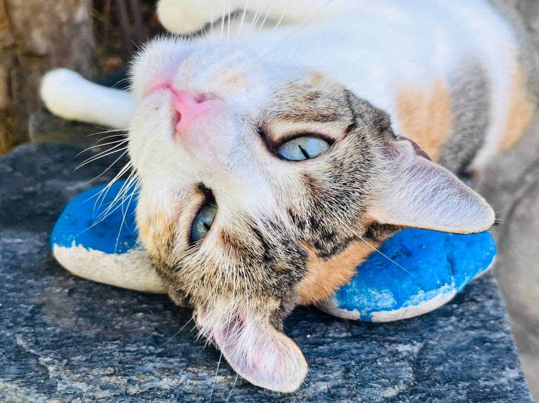柯奈吉酒店主图
