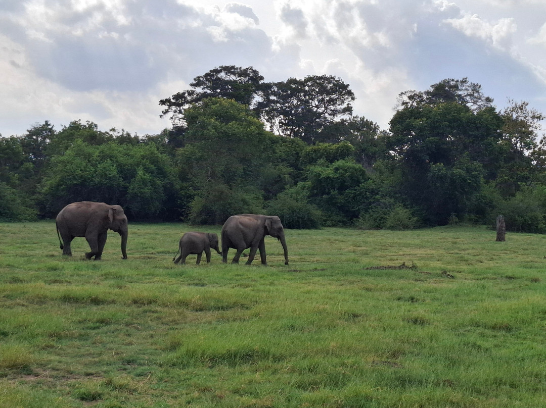 Minneriya Tusker Safaris-锡吉里亚必去景点