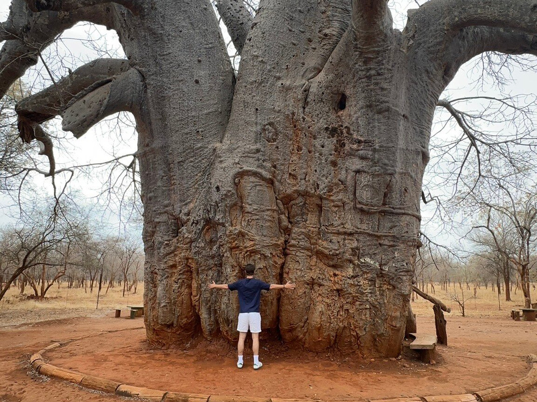 Big Boabab-Gravelotte必去景点