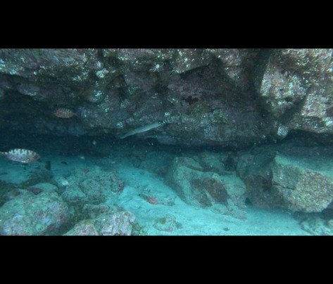 Brothers Diving Gran Canaria-San Agustin必去景点