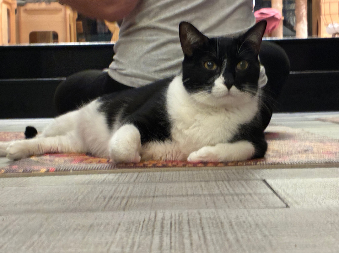 Cafelino Café & Adoption Center