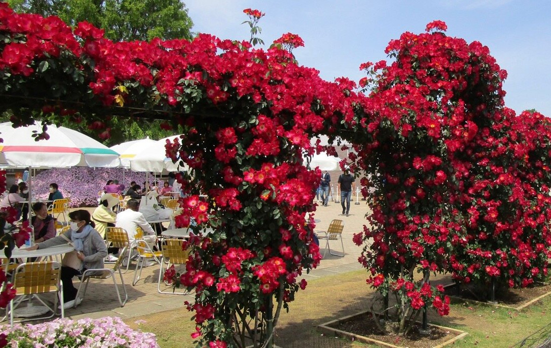 Ashikaga Flower Park-足利市必去景点