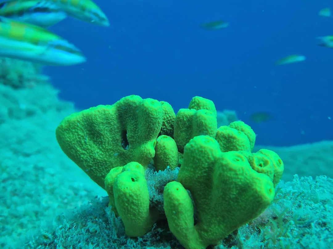 Deep Blue Diving Base-Caleta de Fuste必去景点