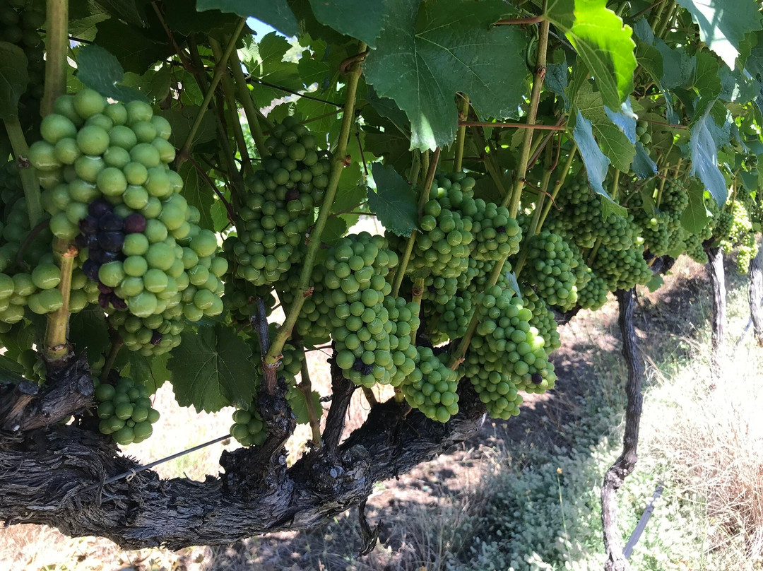 Squishedberry-波兰甸必去景点