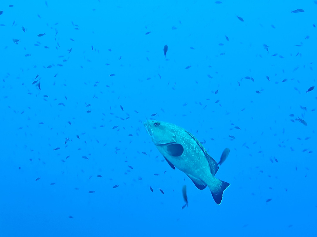 Orca Diving Ustica-Ustica必去景点