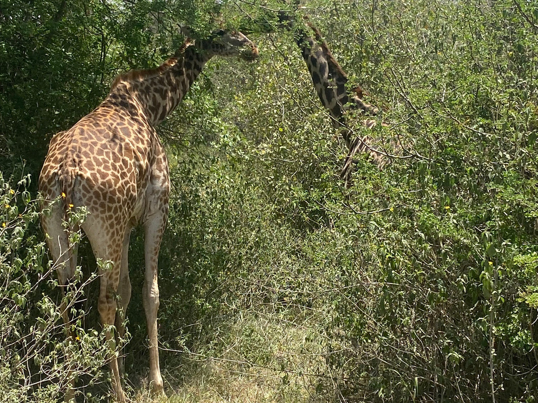 ESA_Safaris-内罗毕必去景点