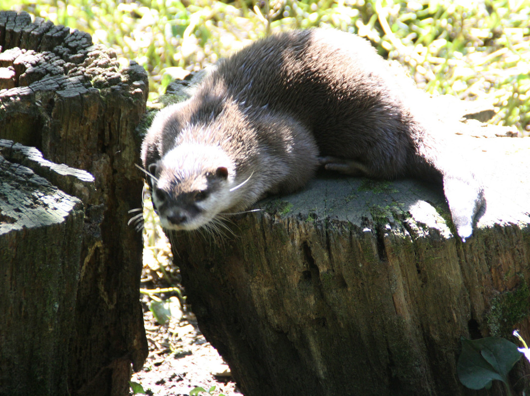 Parco Faunistico La Torbiera-Agrate Conturbia必去景点