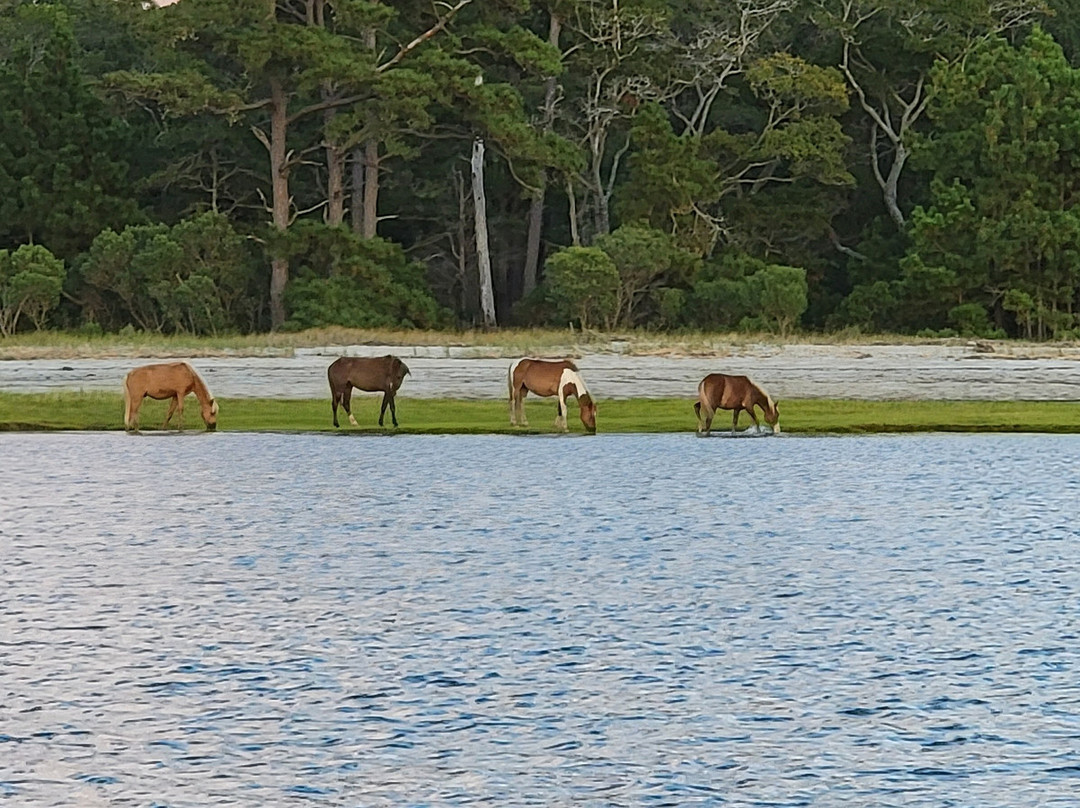 Barnacle Bill's Wild Pony Boat Tours-钦科蒂格岛必去景点