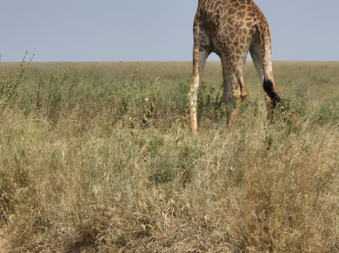 Oasis Overland-Coombe Bissett必去景点