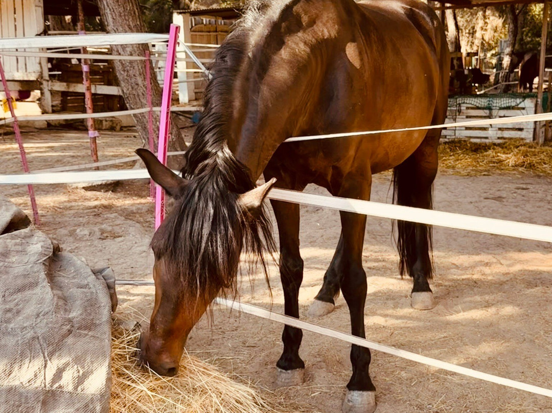 Rancho Bonanza-Cala Ratjada必去景点