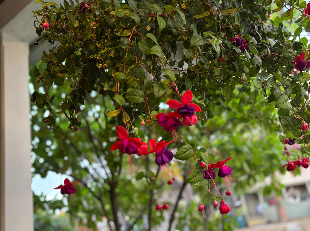 Wild Goose Inn Bed & Breakfast主图