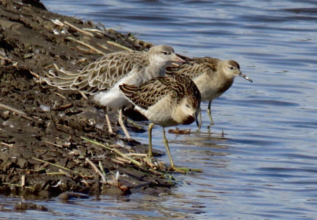 Blacktoft Sands-古尔必去景点
