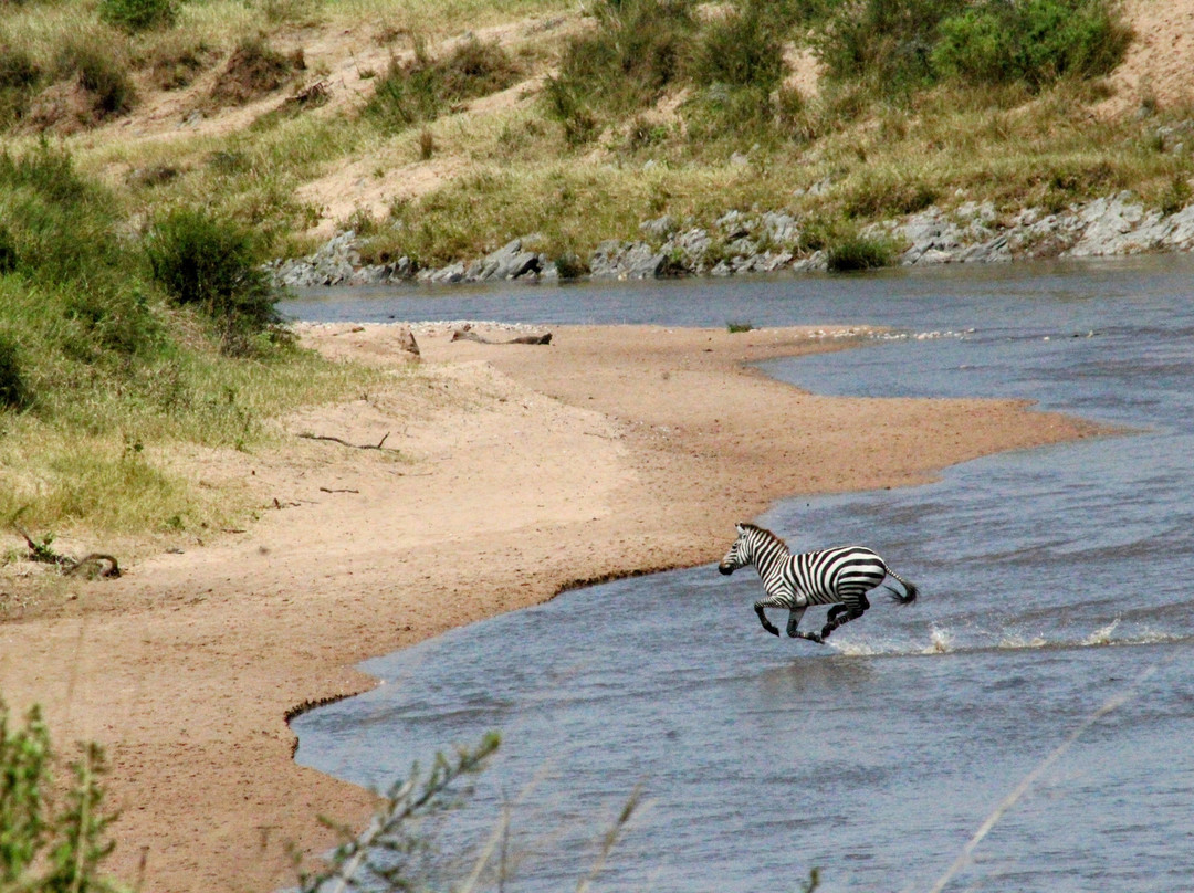 Steenbok Safaris and Car Hire-内罗毕必去景点