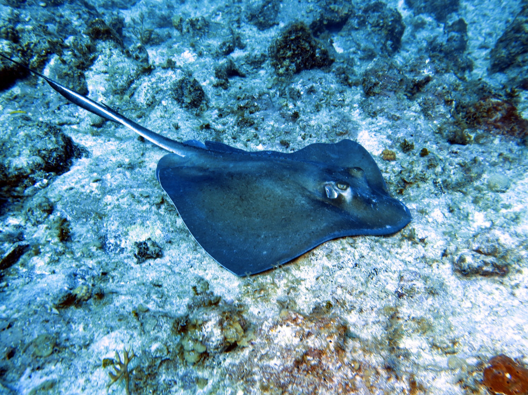 Seafari Turkoise - Dive Center-普罗维登西亚莱斯必去景点