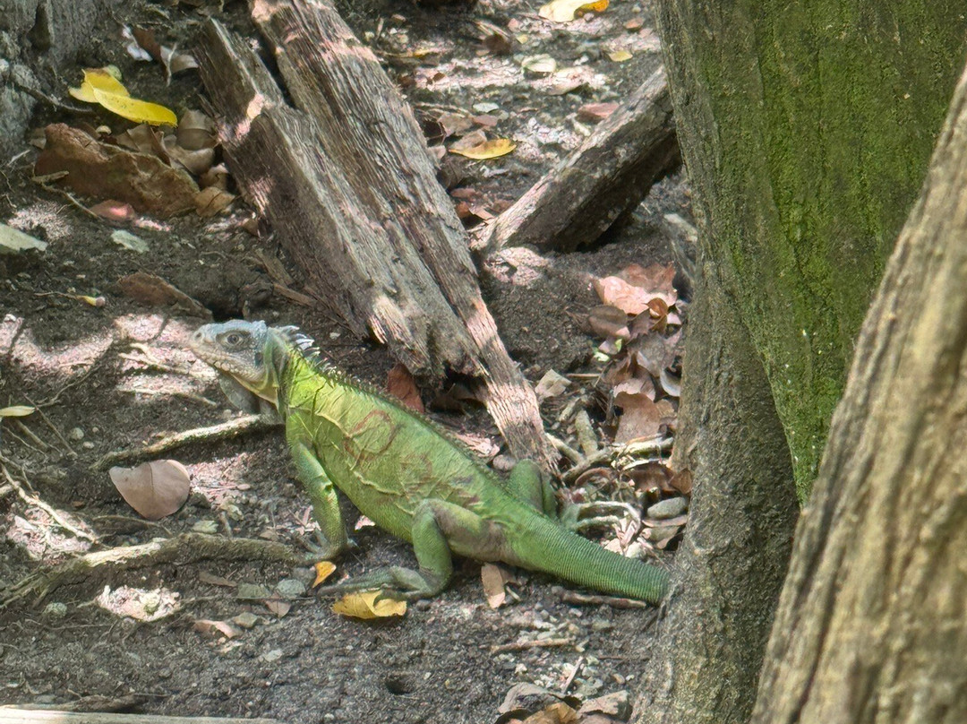 Matt'Excursions Nautiques-Le Francois必去景点
