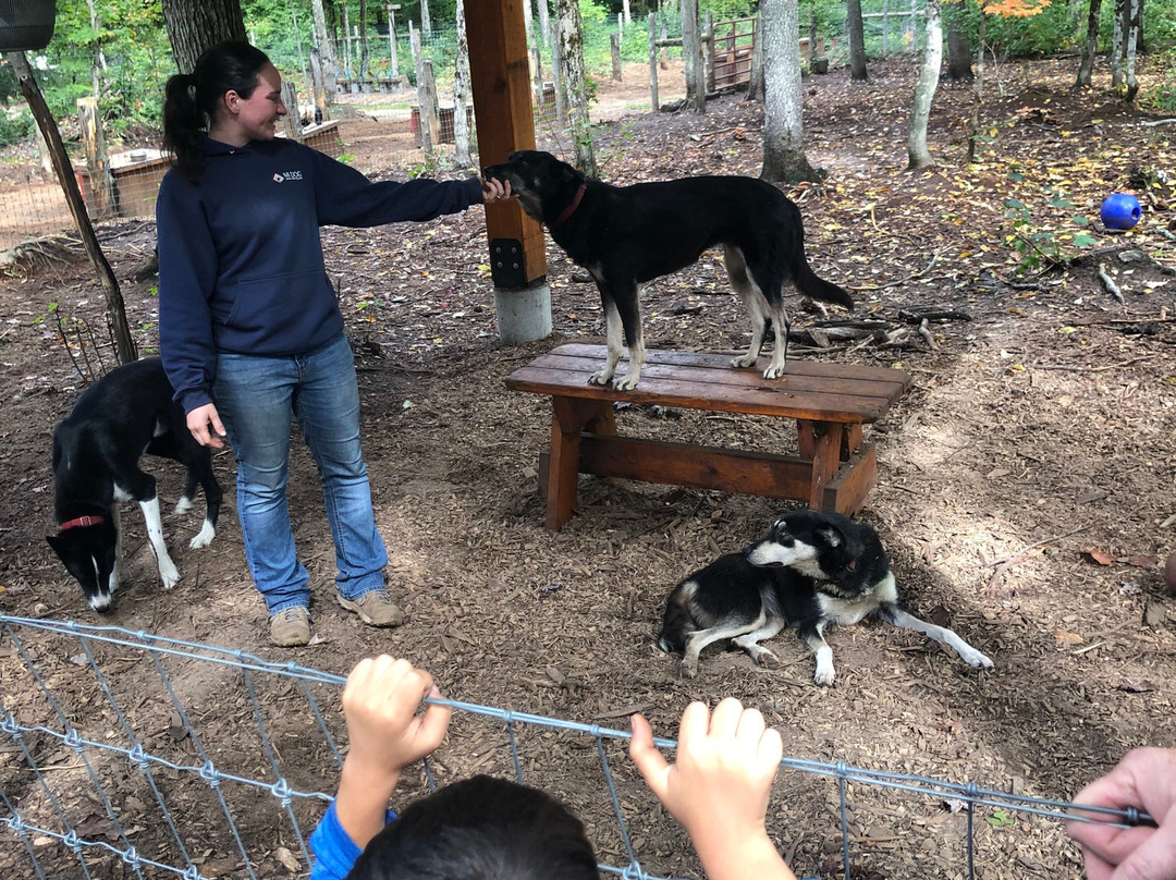 MIDOG - Michigan's Summer Sled Dog Center-Newberry必去景点