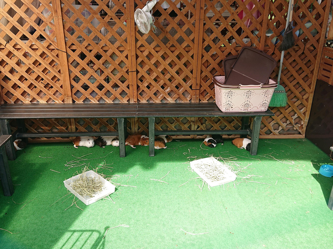 Hana Biyori-稻城市必去景点