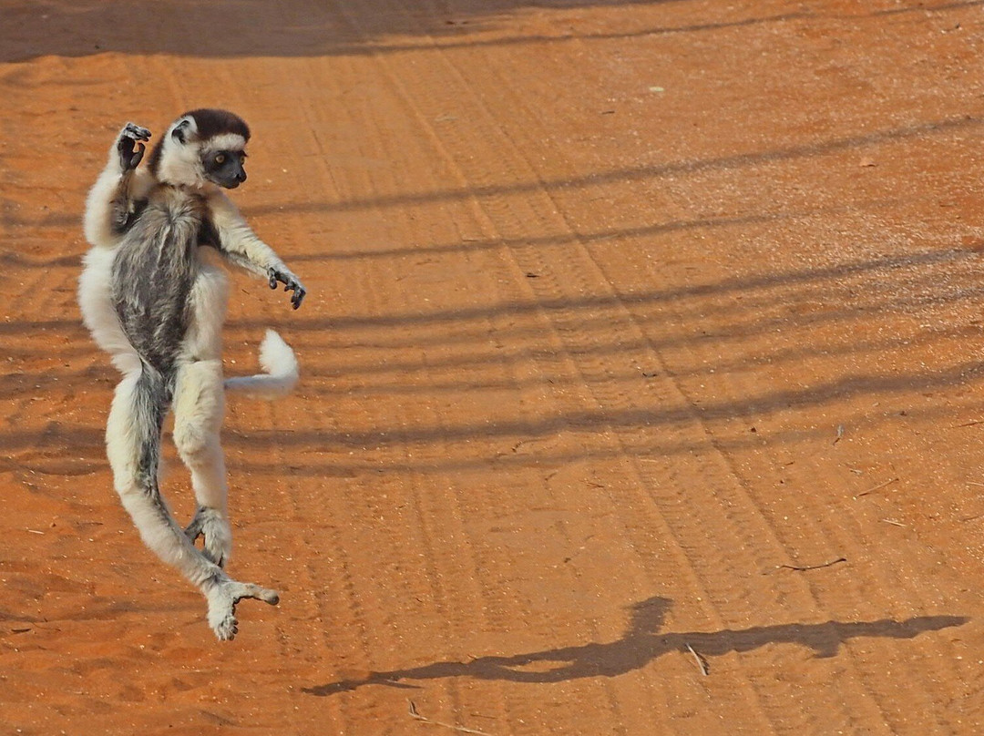 Dodi's Lemur Tours-Tolanaro必去景点