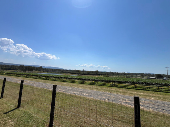 Strawberry View Coffee Shack