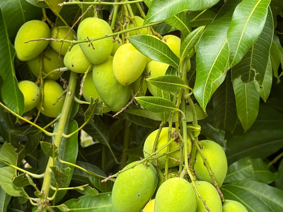 Malolo Farm - Proteas Of Maui-库拉必去景点