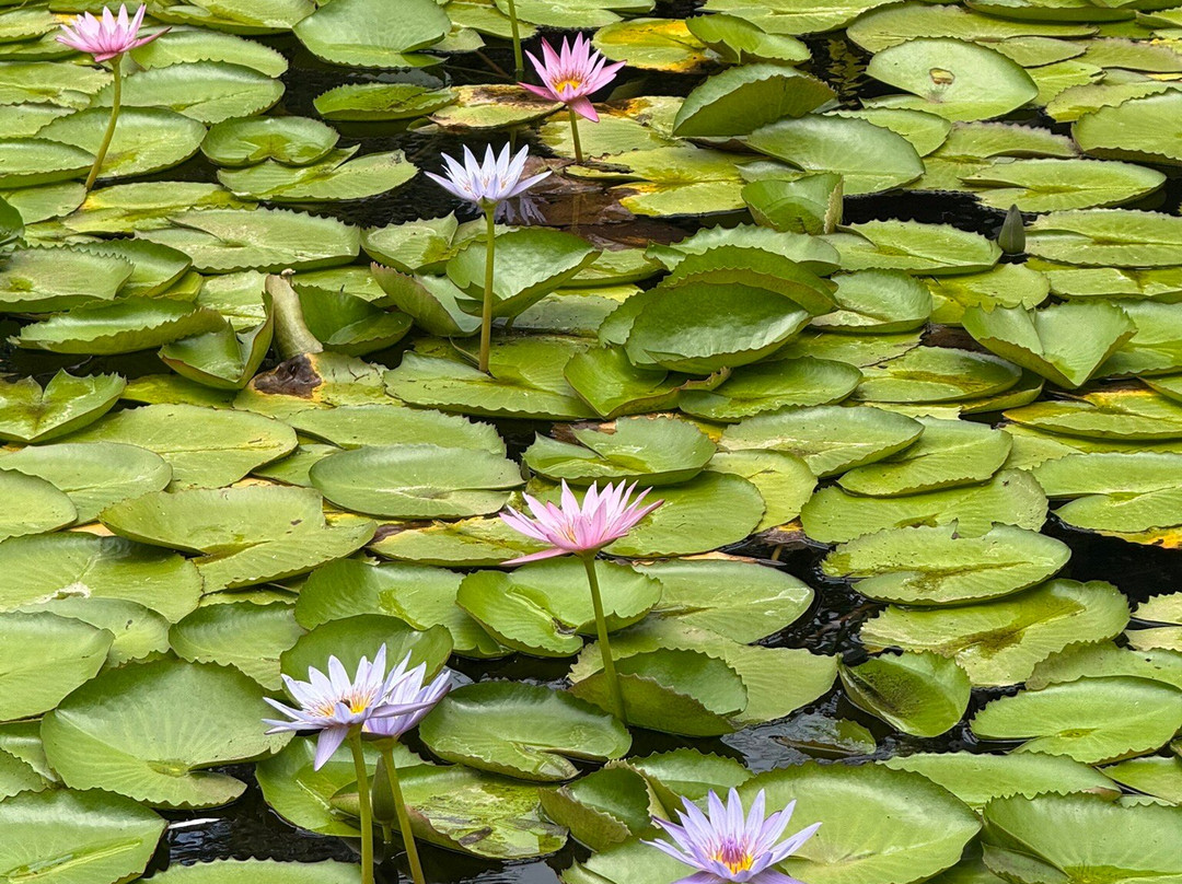 Sir Seewoosagur Ramgoolam Botanical Garden-庞波慕斯必去景点