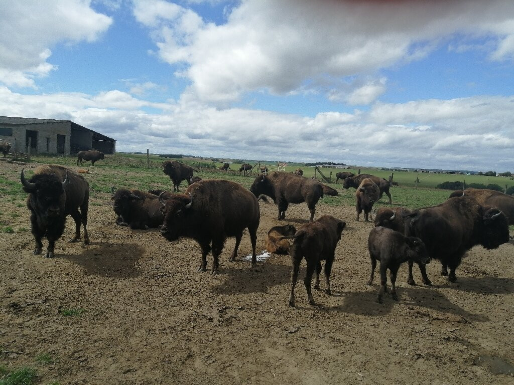 Ranch des Bisons-Petit-Rederching必去景点