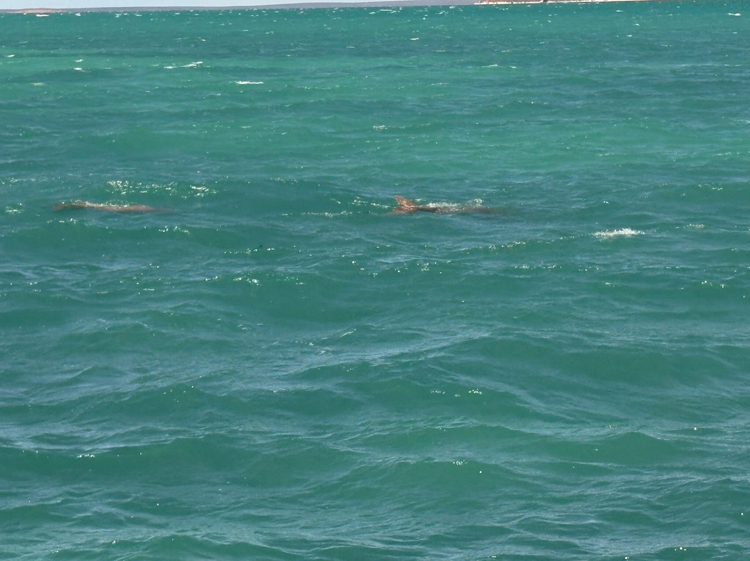 Perfect Nature Cruises-Monkey Mia必去景点