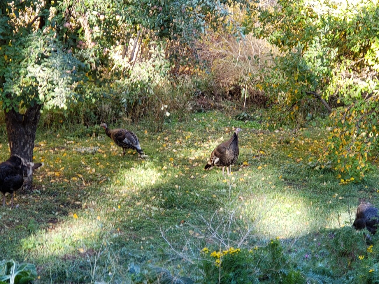 Four Mile Creek Bed and Breakfast-官方