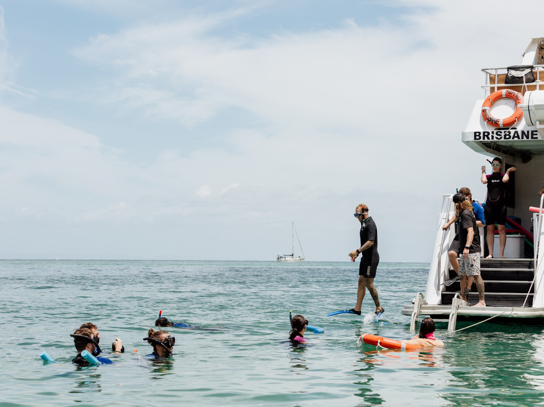 Dolphin Wild Island Cruises-布里斯班必去景点