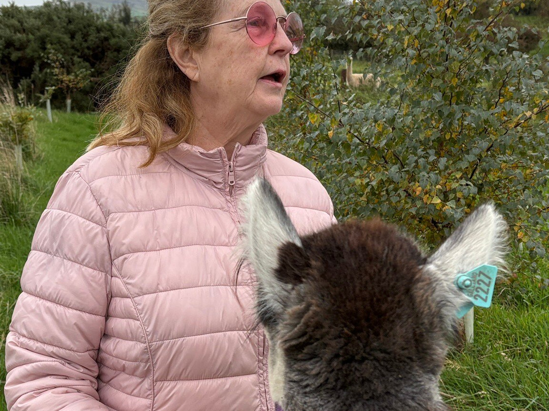 Mourne Alpacas Trekking With Over 100 Alpacas-Dromara必去景点