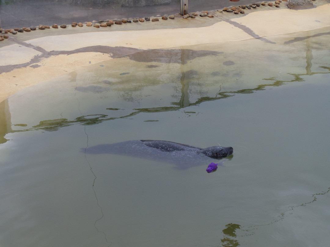 Cornish Seal Sanctuary,SEA LIFE Trust-Gweek必去景点