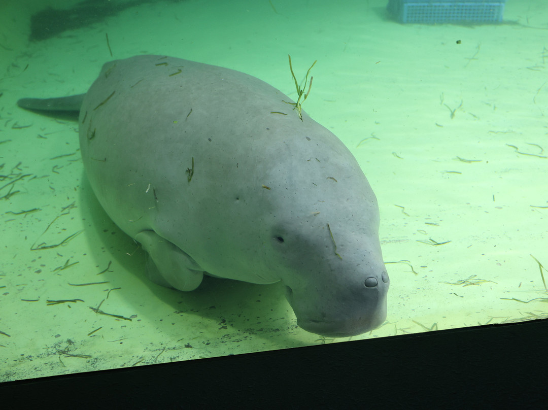 鸟羽水族馆-鸟羽市必去景点