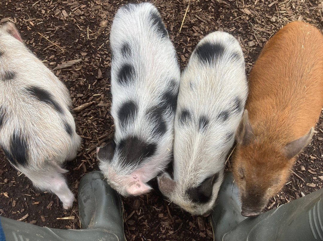 Kew Little Pigs Farm Ltd-Amersham必去景点