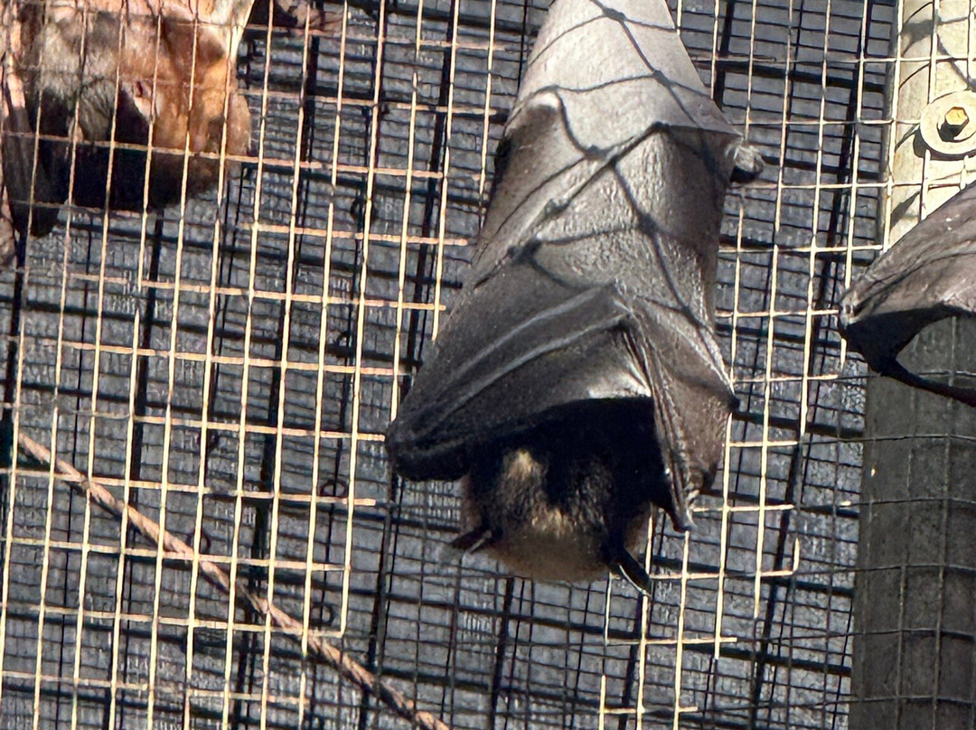 The Bat Hospital Visitor Centre- 阿瑟顿必去景点