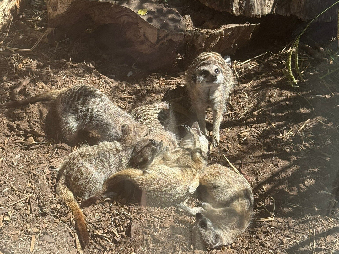 Wingham Wildlife Park-Wingham必去景点