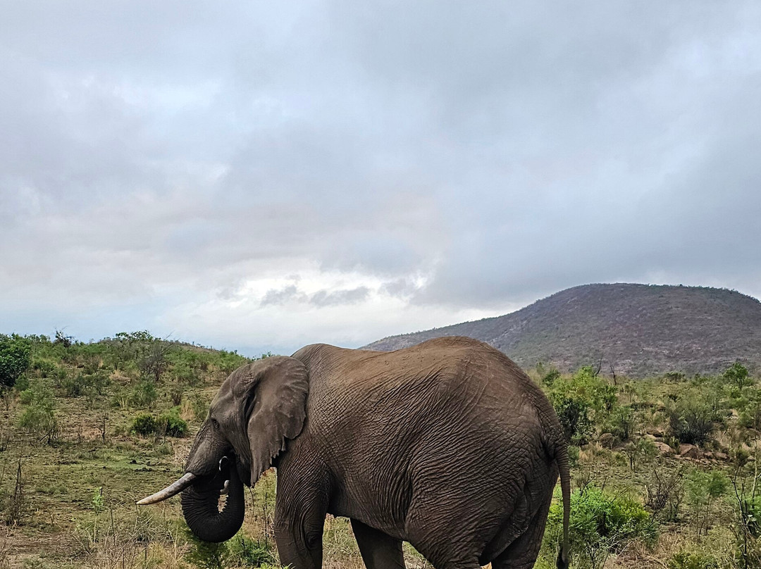 Pilanesberg National Park-太阳城必去景点