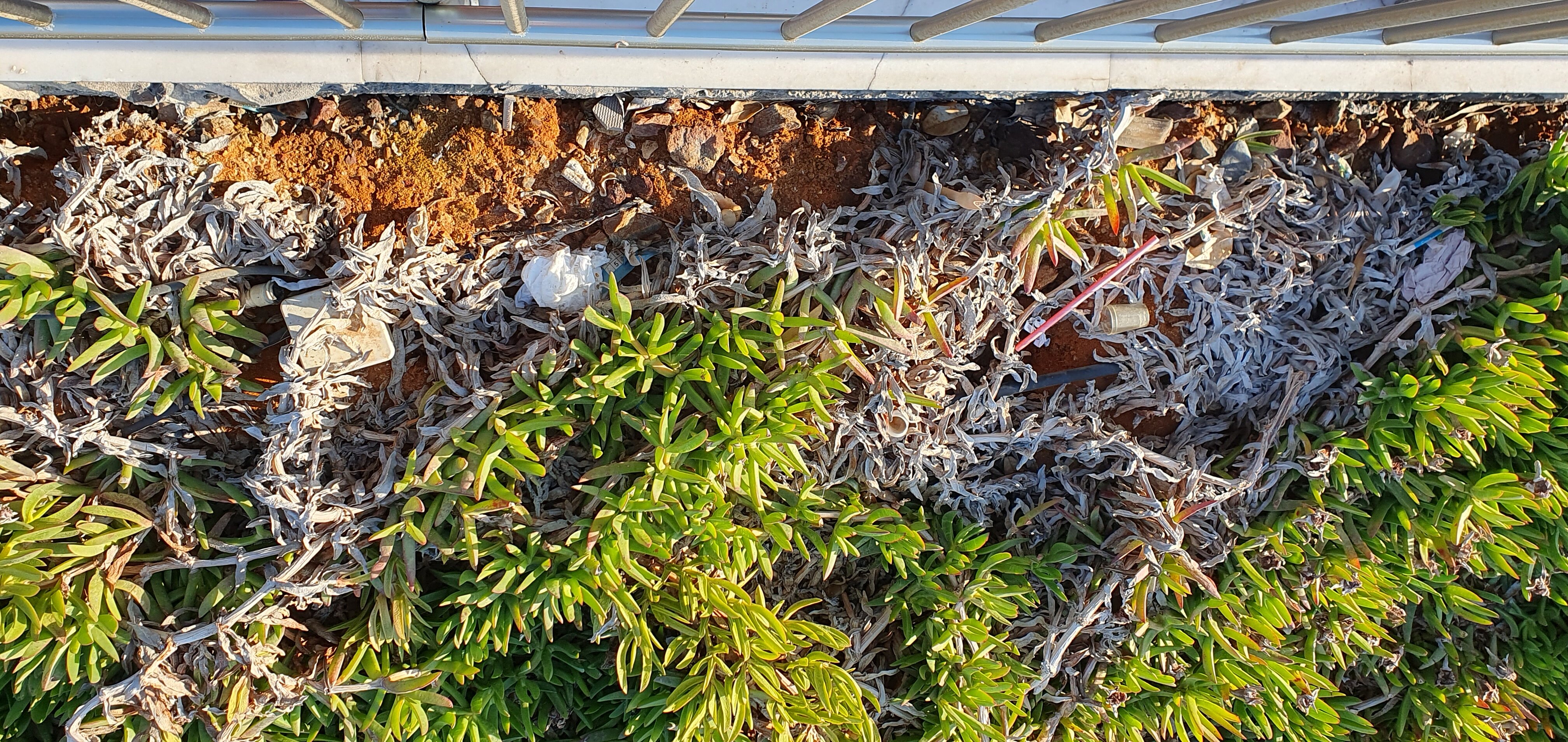 The Royal Blue Resort-泳池