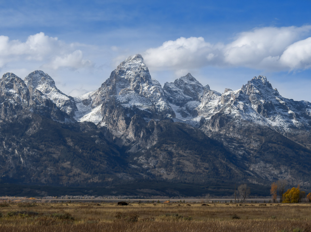 Buffalo Roam Tours - Day Tours-杰克逊必去景点
