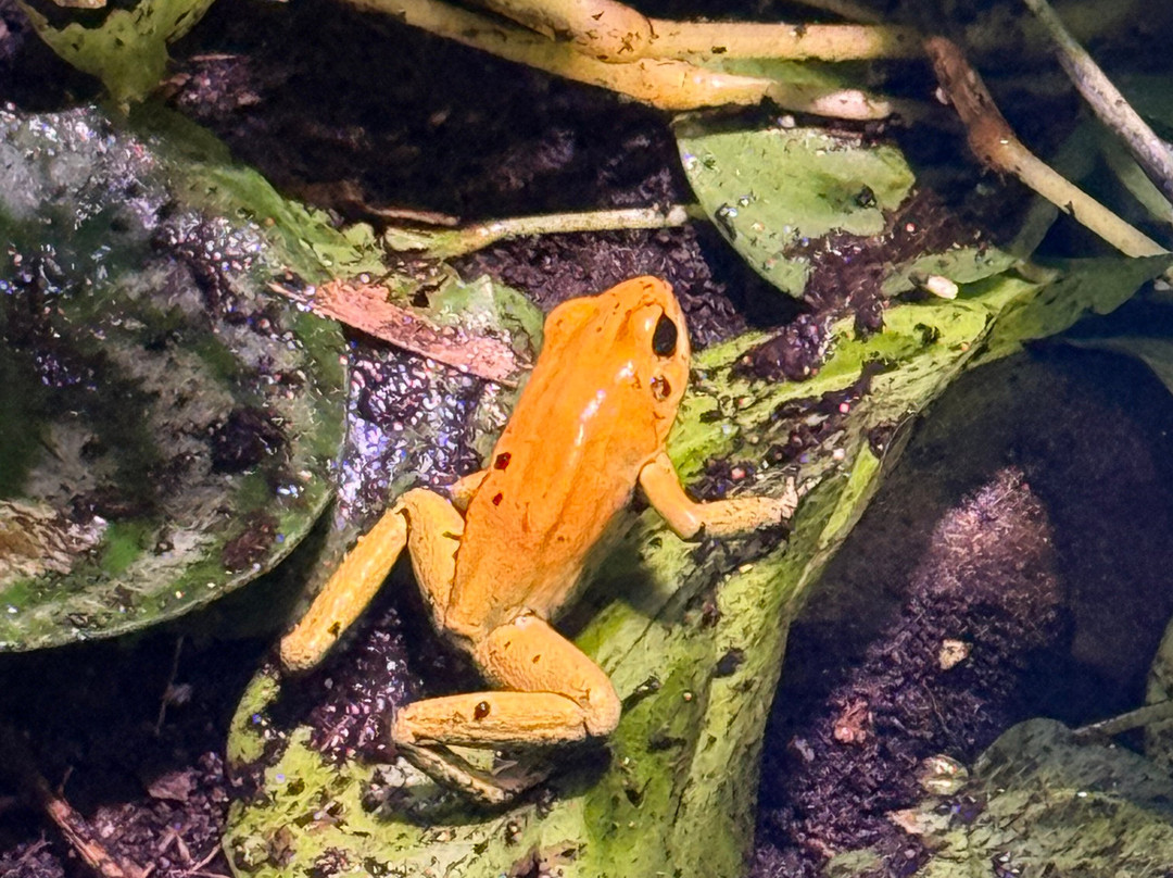 Neotropica, Postojna, Slovenia