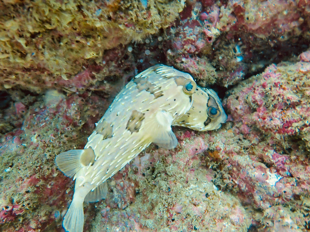 Rocket Frog Divers-Playas del Coco必去景点