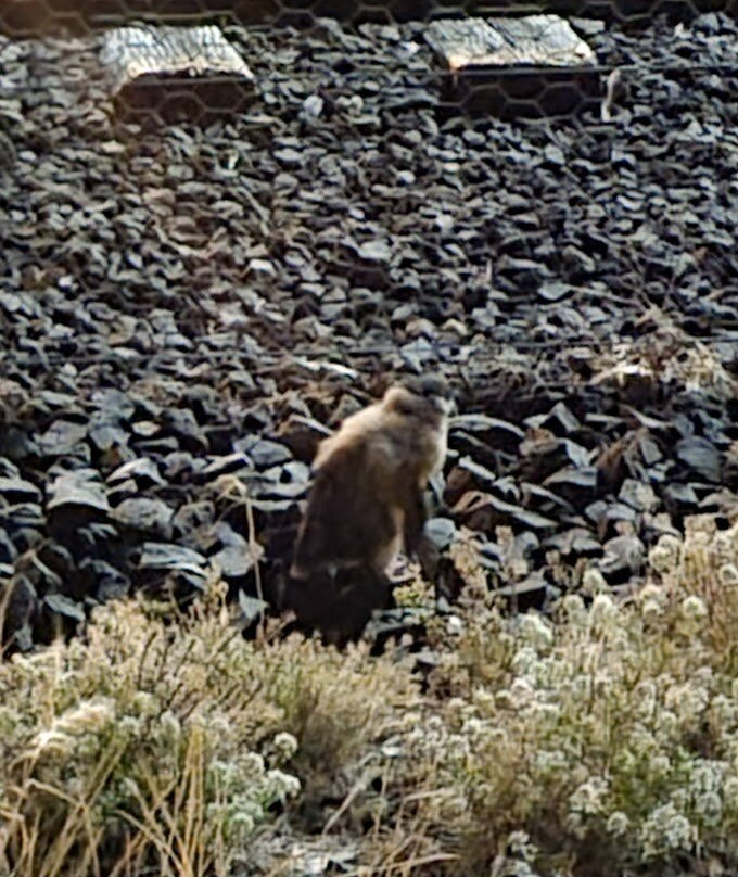 Penguin Observation Centre-伯尼必去景点