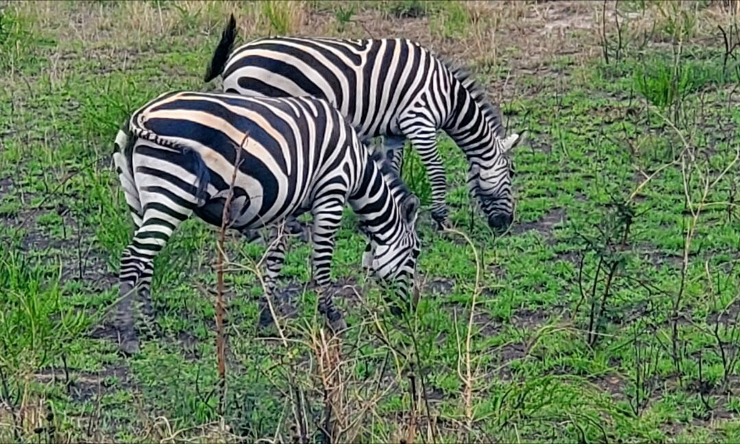 Rwanda Treasure Tours-Kinigi必去景点