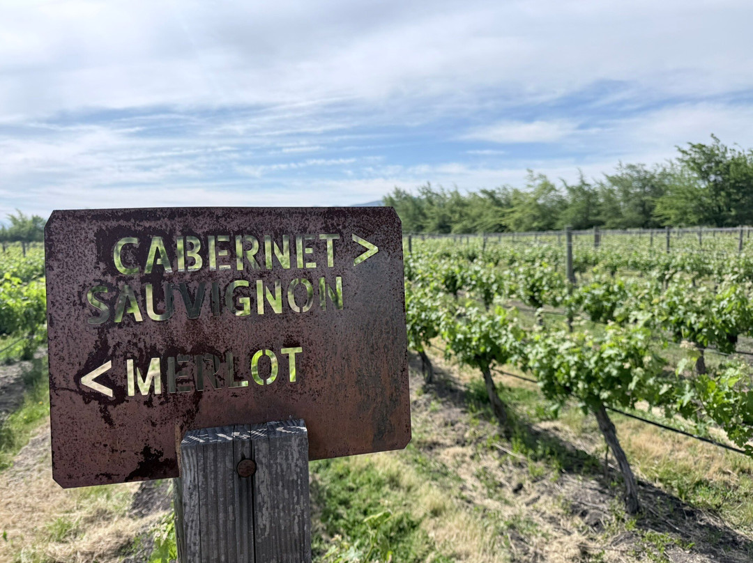 Colchagua Wine Tours-圣克鲁斯必去景点