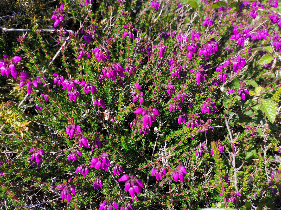 Pointe du Raz-Plogoff必去景点
