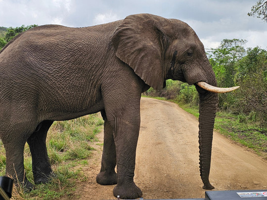 DayToursKzn-德班必去景点