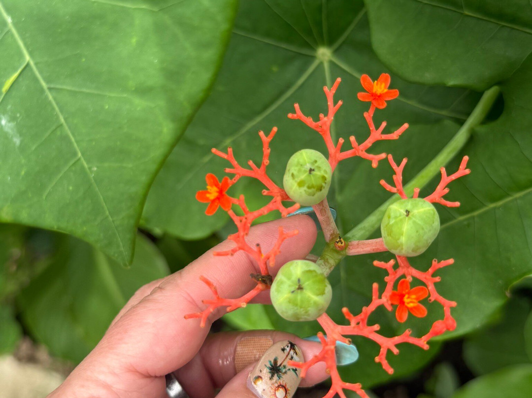 Jardin Botanico de Santiago-圣地亚哥必去景点