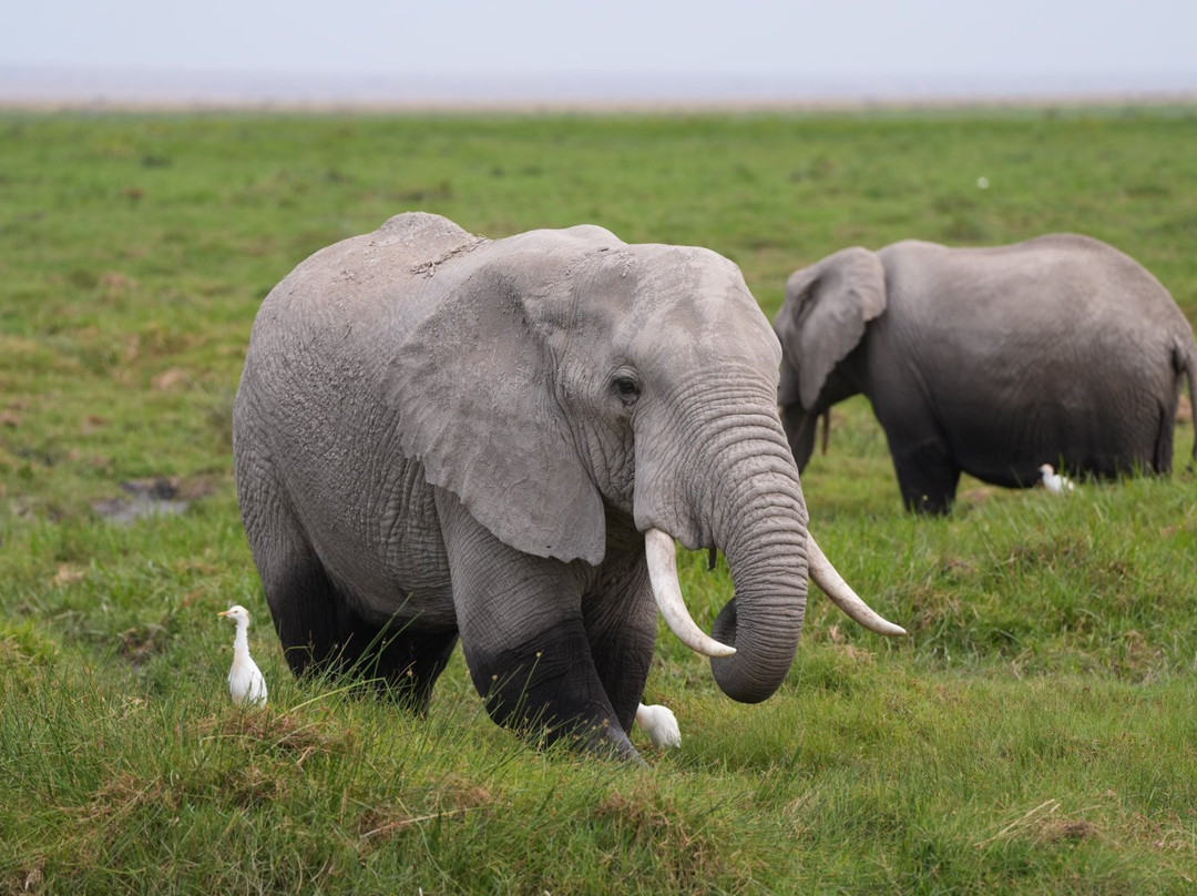 African Home Adventure Safaris-内罗毕必去景点